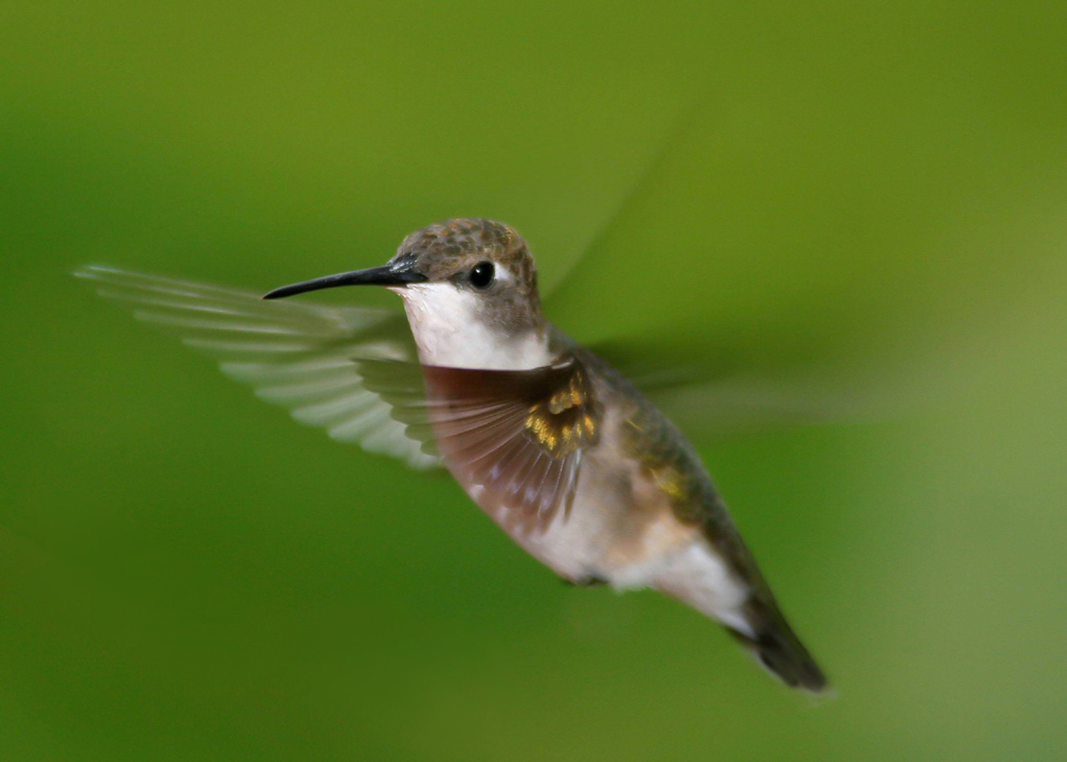 Humming Bird