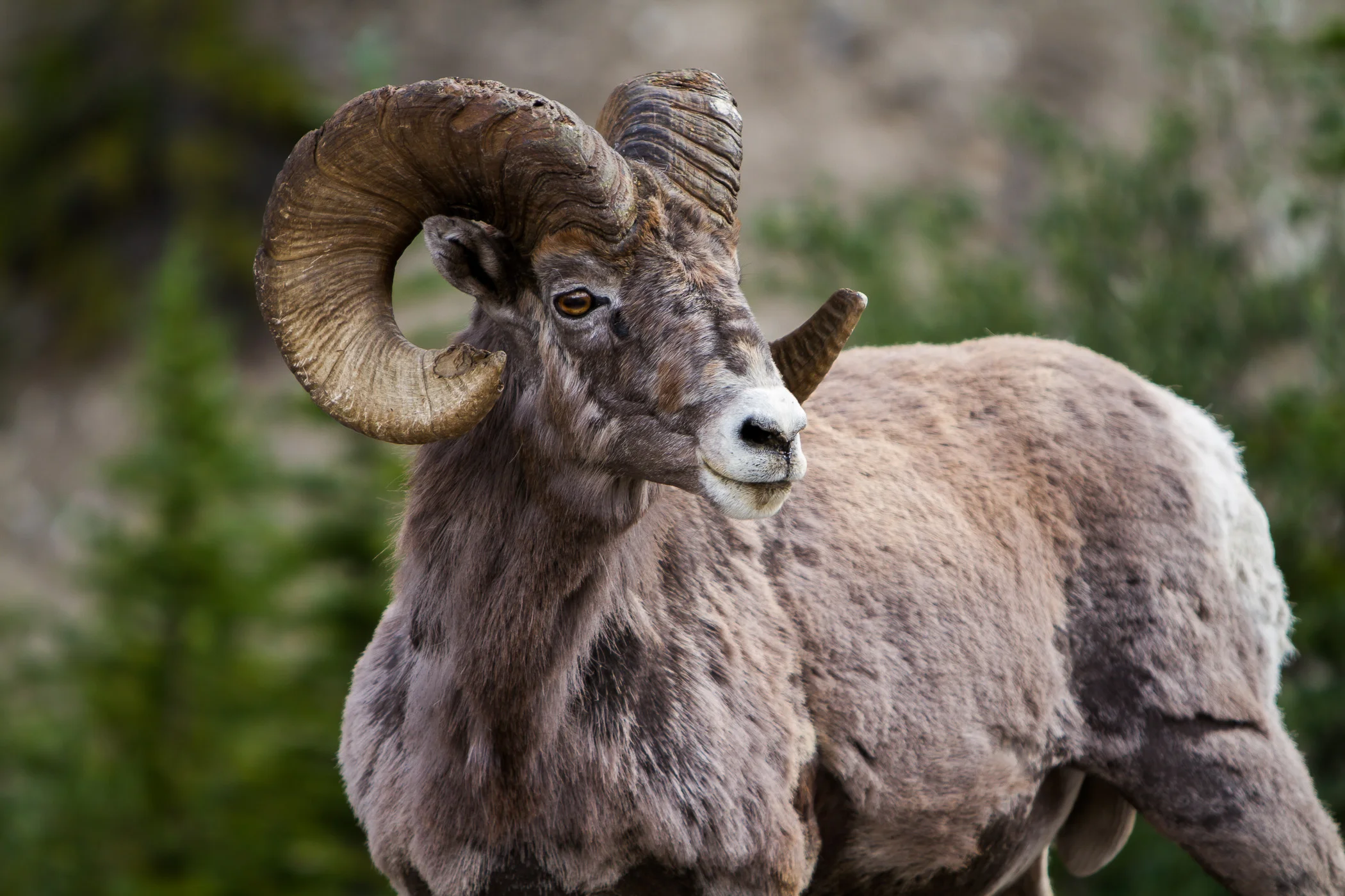 Big Horn - Banff