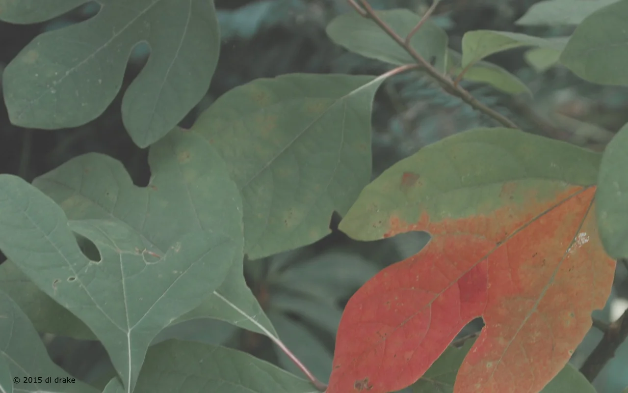 redleaf10b.jpeg