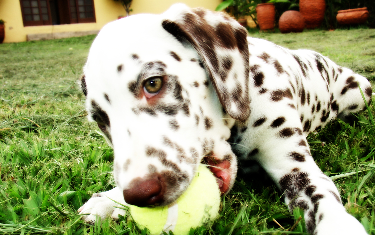 dalmatian1.png