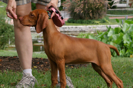 BoardTrainPuppy.jpg