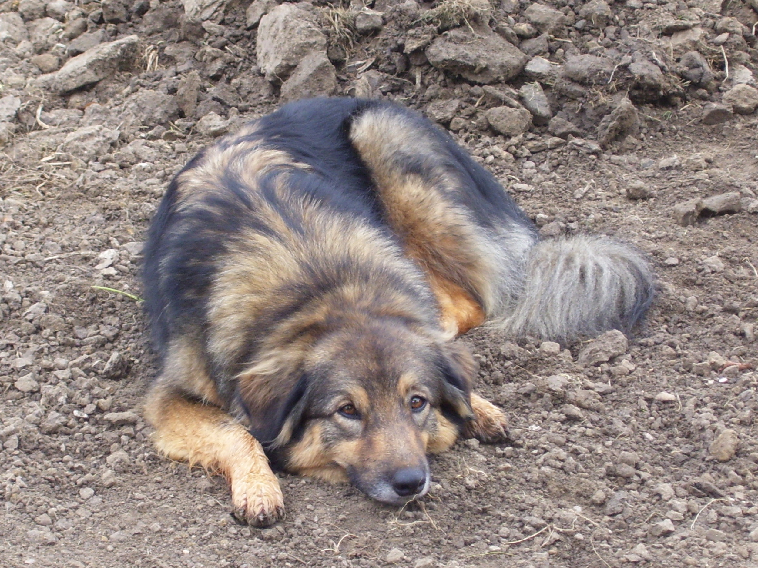  rumänischer Hirtenhund Mischling