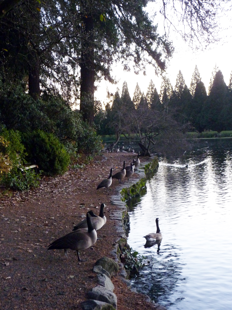 The Townies seemed to share my awe. They stopped foraging and stood gawking right along with me. 
