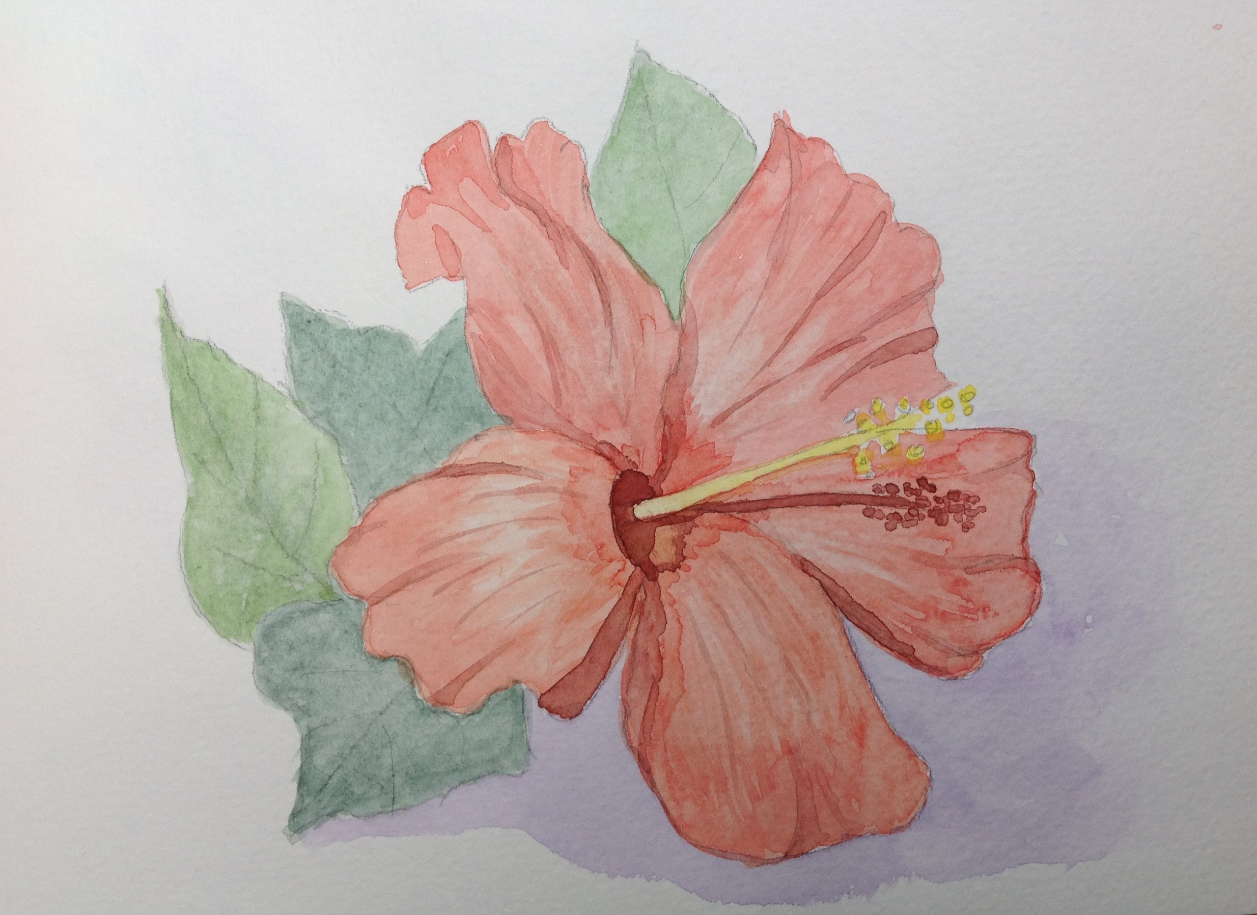 Hibiscus Study