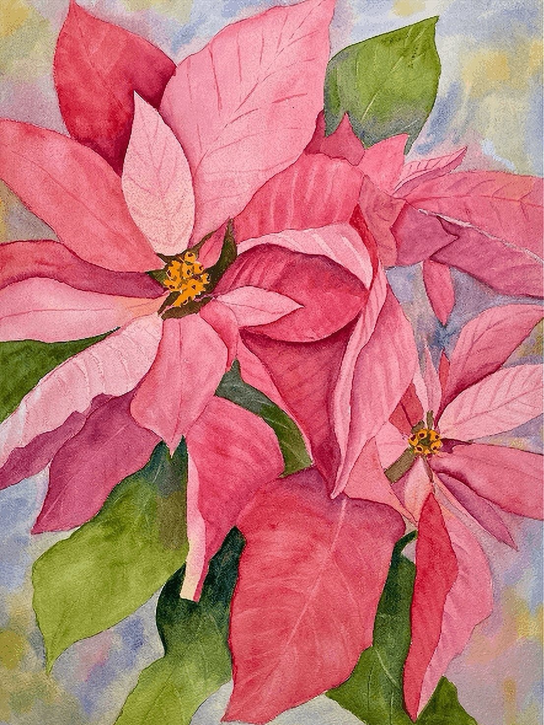 Poinsettia