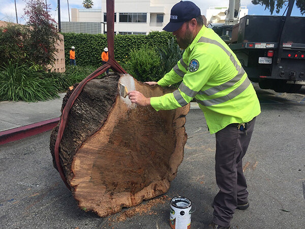 City Arborist applying anchorseal to base piece - cookie (Copy)
