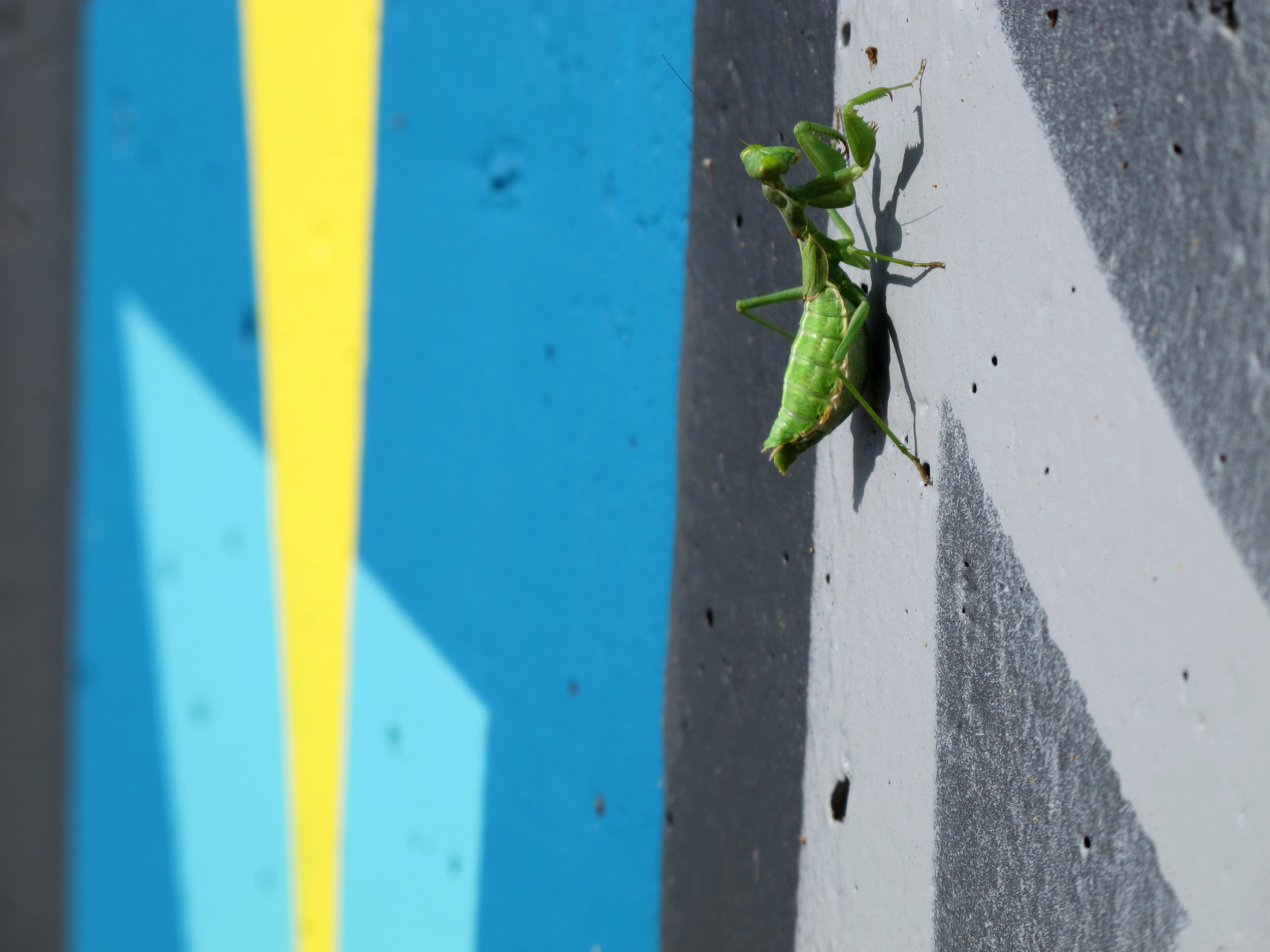 Mantis-Mural.jpg