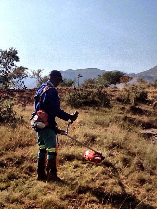 Our new brush cutter in action.