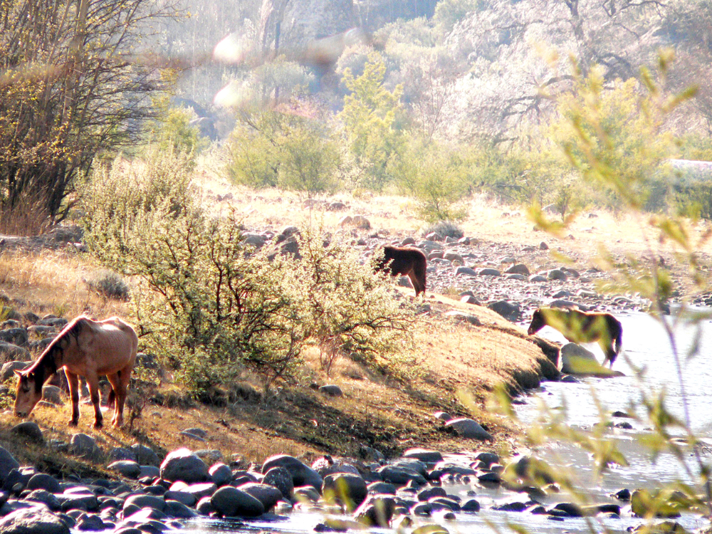 Photo competition winner for subject 'Nature.'
