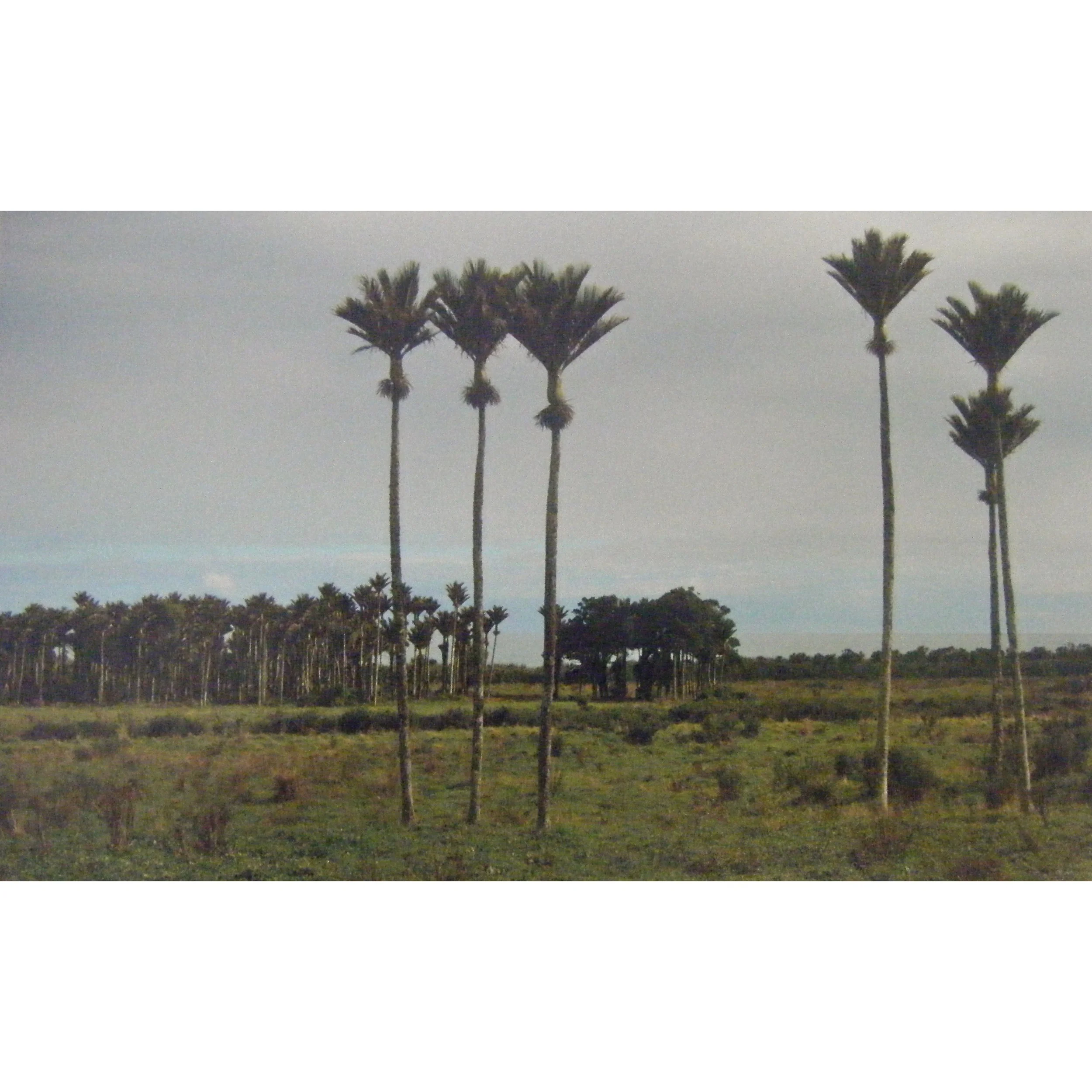 west coast punakaiki.jpeg