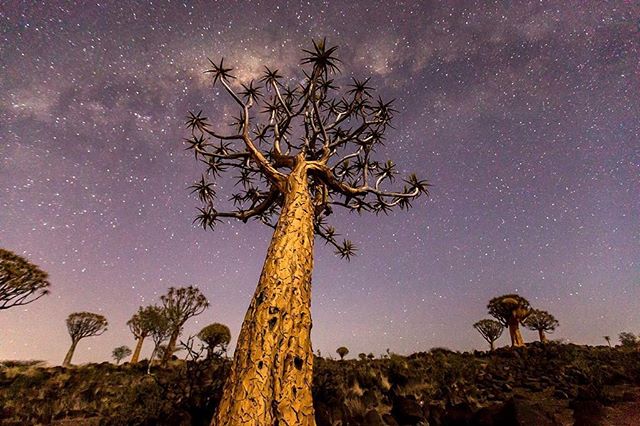 Getting lost will help you find yourself. #nature #naturephotography #photographer #passion #nightsky #night #starsky #stars #beautiful #tree #love #view #amazing #travel #travelphotography #beautifuldestinations #milkyway #gettinglost #silence #pati