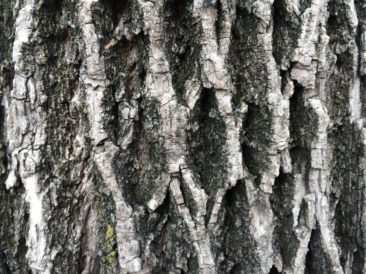 TreeAlphaStudy.AshBark.March2015.JPG