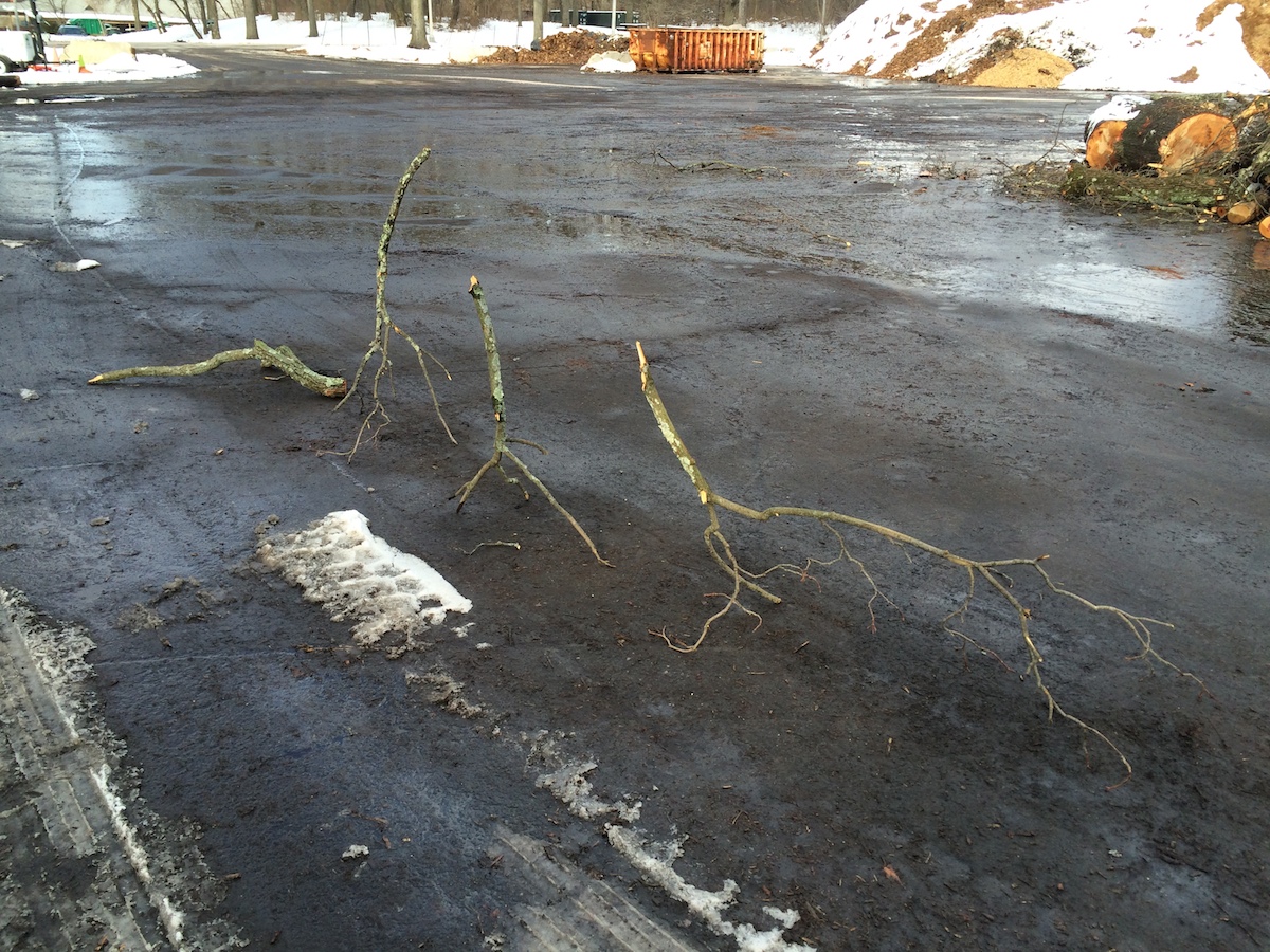 TreeAlphaStudy.Upsidedown.January2015.JPG