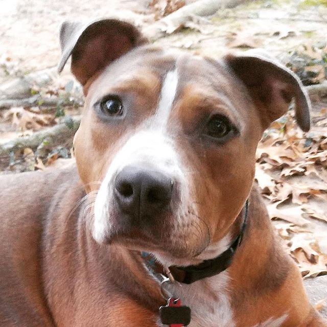 Everyday is International Dog Day with our sweet boy Tank🐾#adoptdontshop #pitbull #pitbullsofinstagram