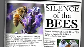 SILENCE OF THE BEES (clip)