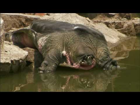 THE LONELIEST ANIMALS (Last Living Pair)