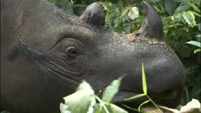 THE LONELIEST ANIMALS (clip)