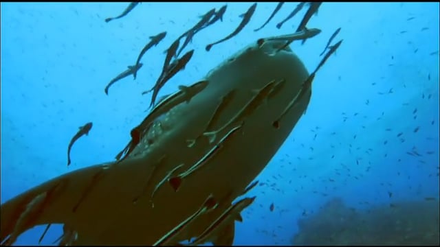 CUBA: THE ACCIDENTAL EDEN (clip)