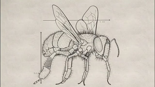 SILENCE OF THE BEES (anatomy clip)