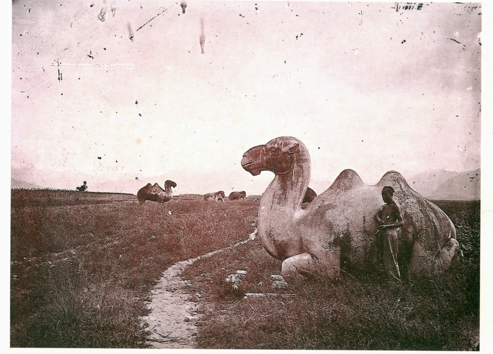 camel.tif