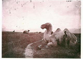 camel.tif