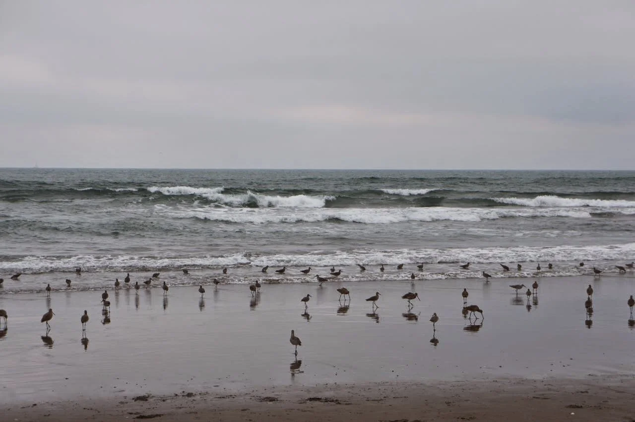 plover1.jpg