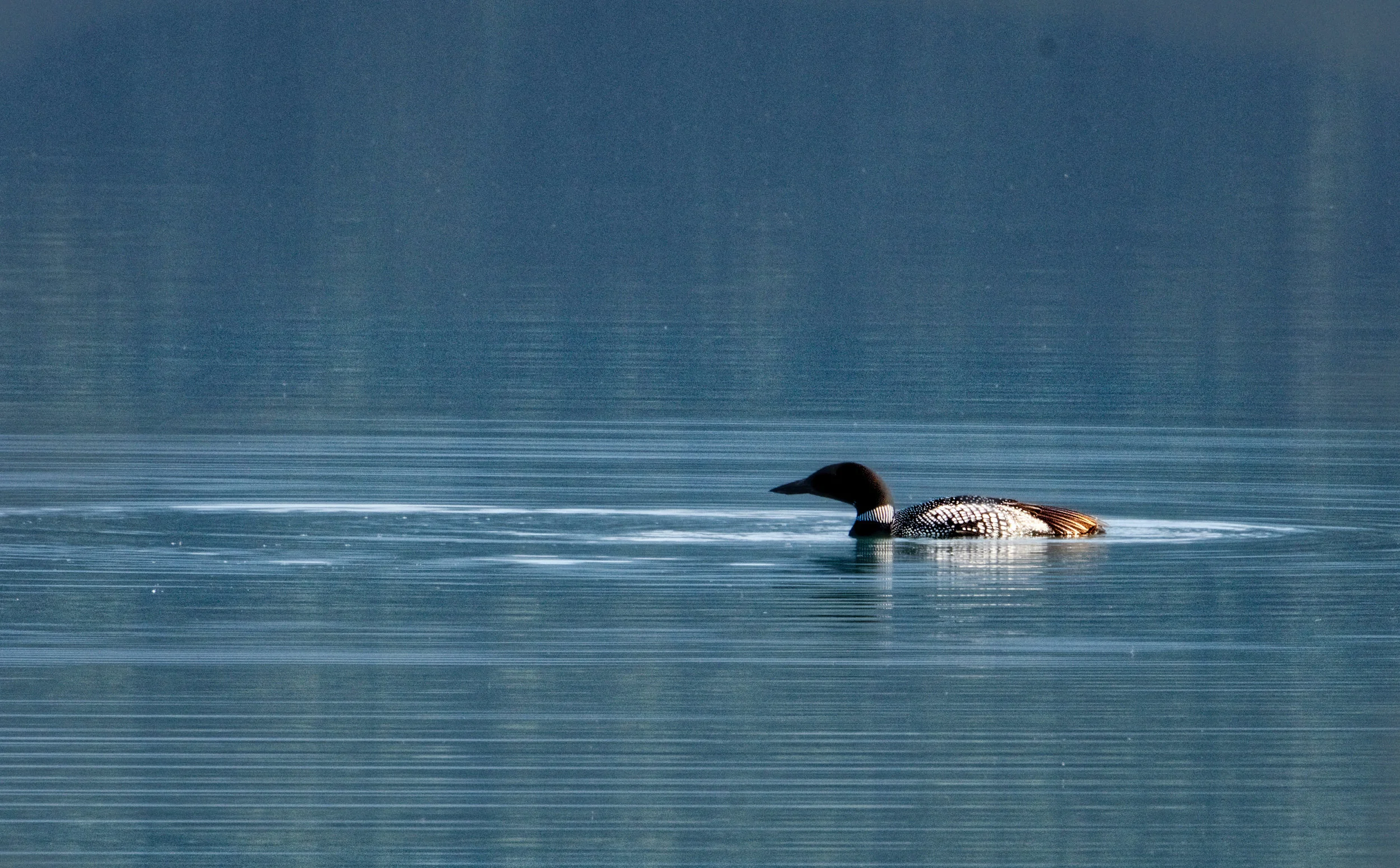 DSC_1063_HDR Loon.jpeg