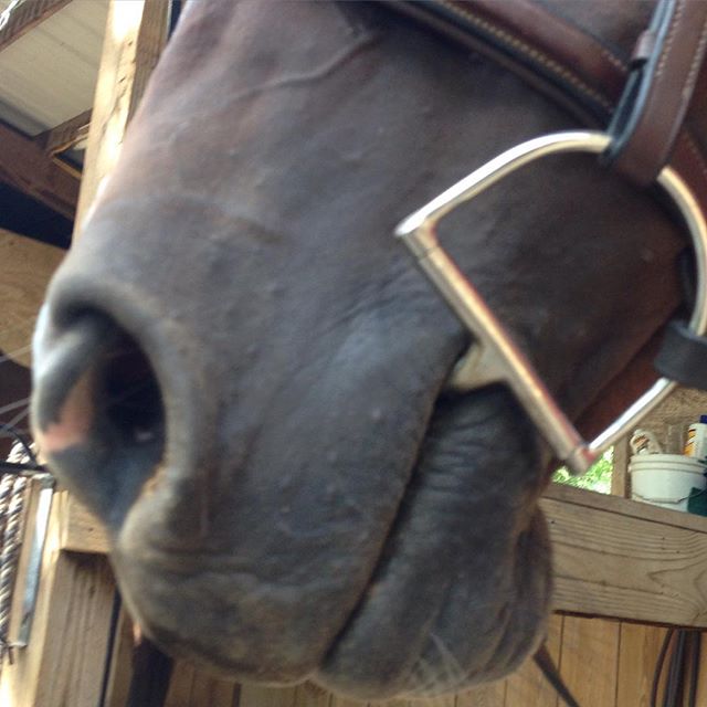 Ready.  #equestrianlife #horse #equestrian #dressage