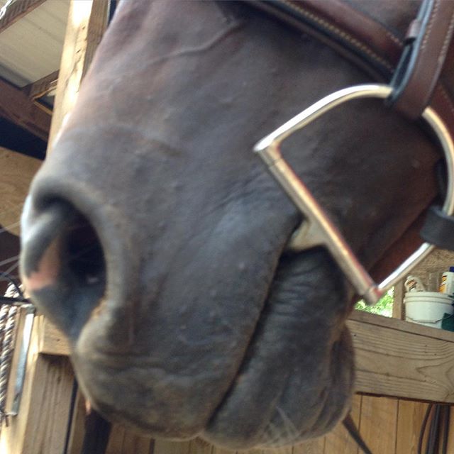 Ready. #equestrianlife #horse #equestrian #dressage
