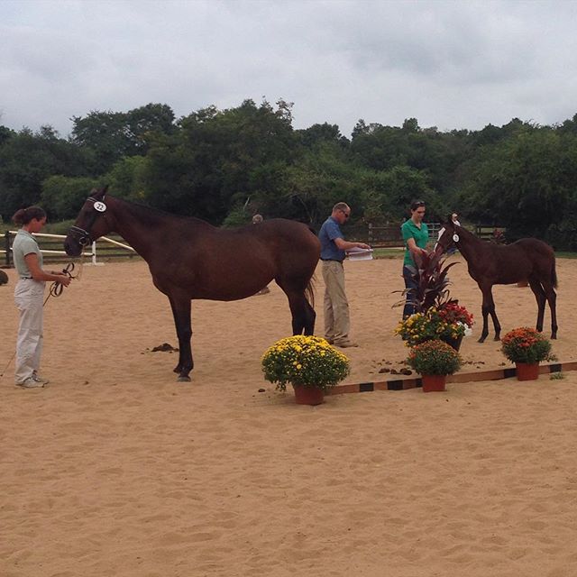 A day at the Oldenburg testing. Nautical Testimony (mare) was entered into the Oldenburg NA Main Mare Book. Her filly (CG Cayenne) was approved for the Oldenburg NA Registry.  Congrats Robin and Erin!  #Oldenburg #sporthorse #horse #equestrian #eques