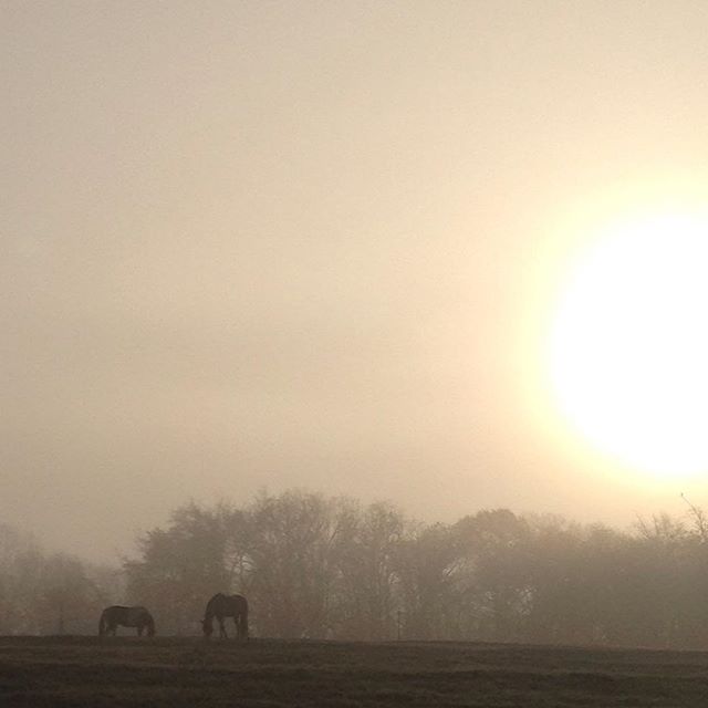 Morning mist. #equestrian #equestrianlife #farmlife #nofilter