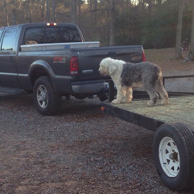 Dogs gotta ride. #farmlife #oldenglishsheepdog