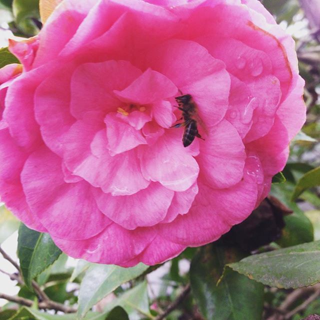 A very warm Merry Christmas y'all. Quite literally... Yes, that's a #honeybee. Yes it's 78 degrees. #scary #camellia