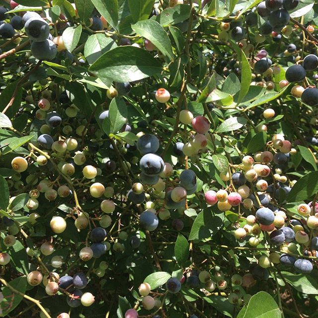 #Blueberries everywhere! #farmlife