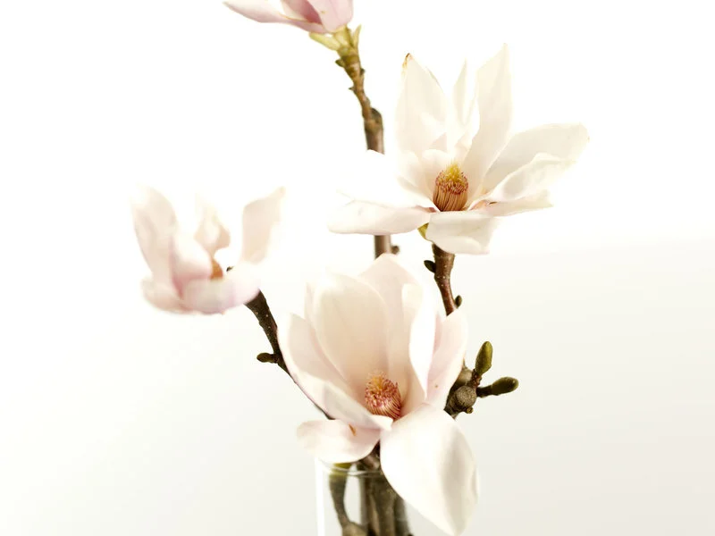 803207_800_c513aa.jpg