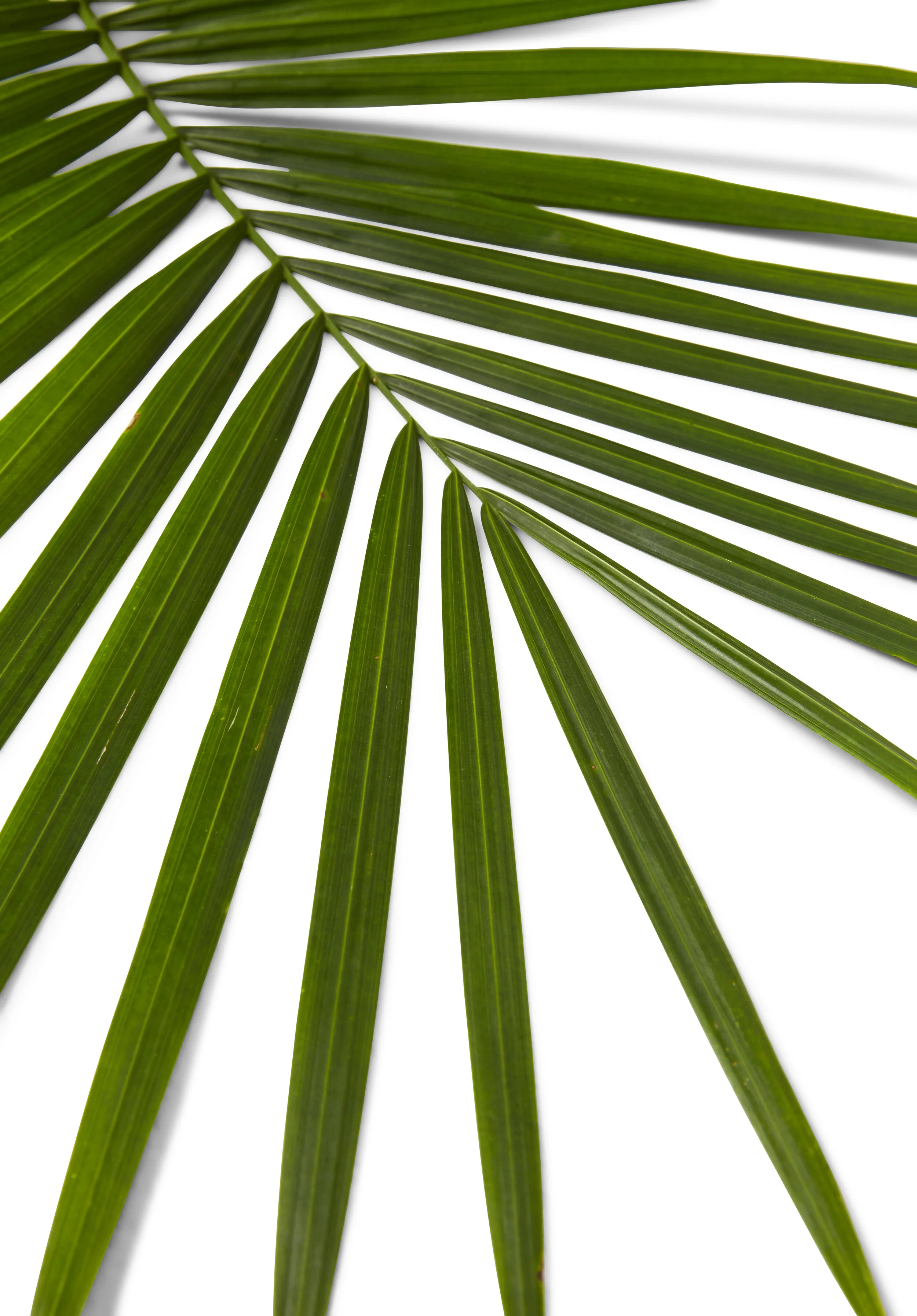 LEAF.jpg