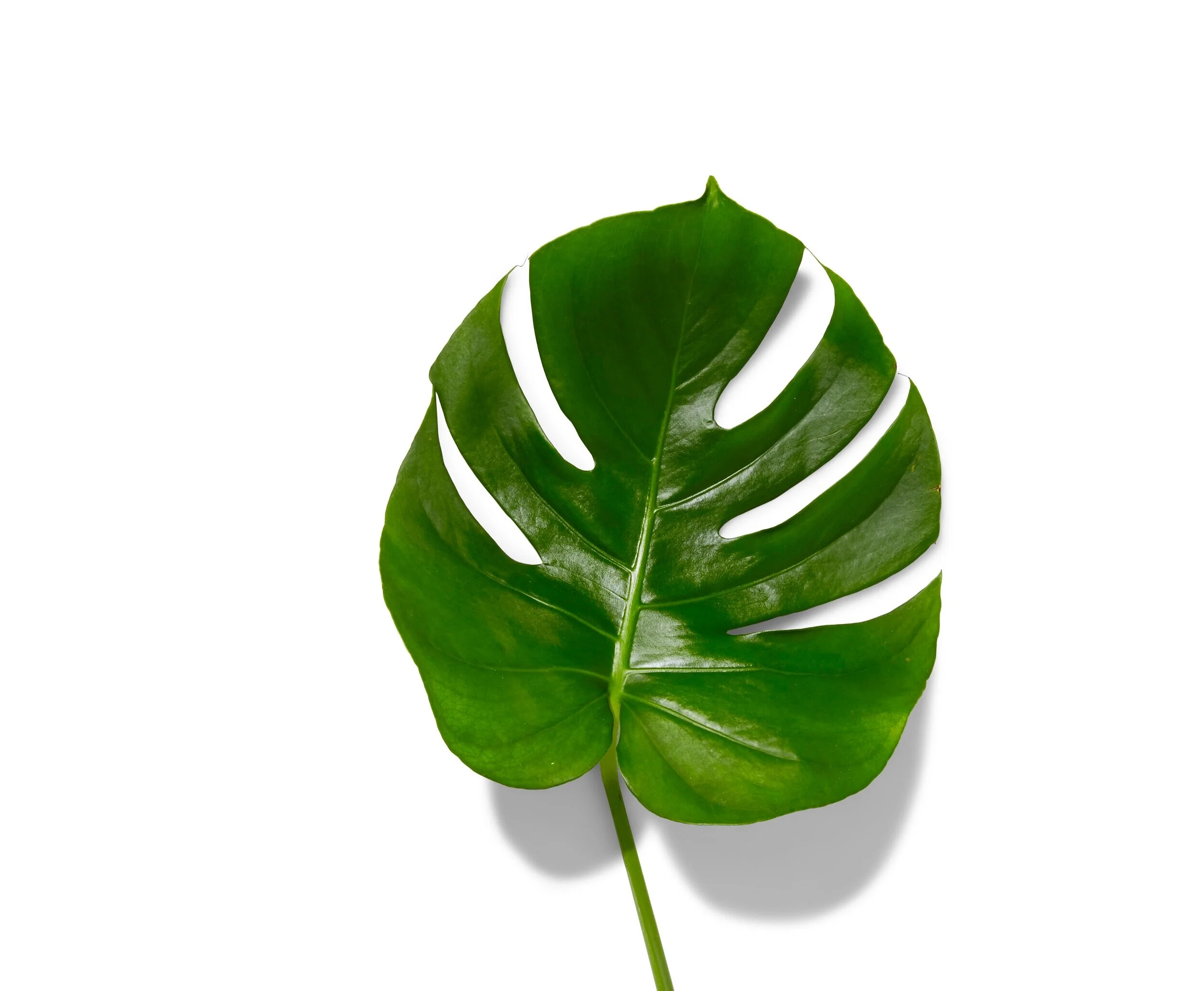 LEAF2.jpg