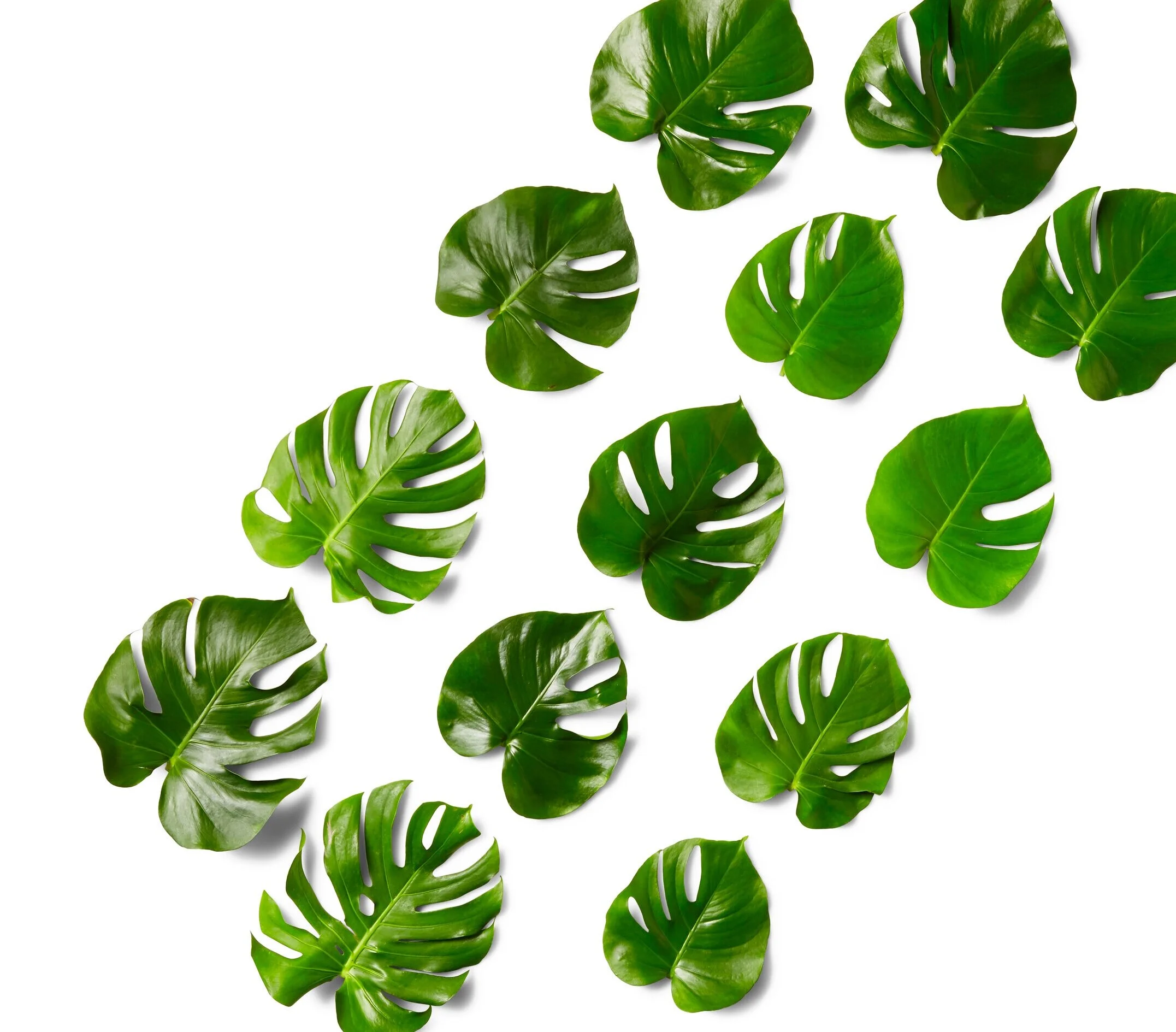 LEAVES.jpg