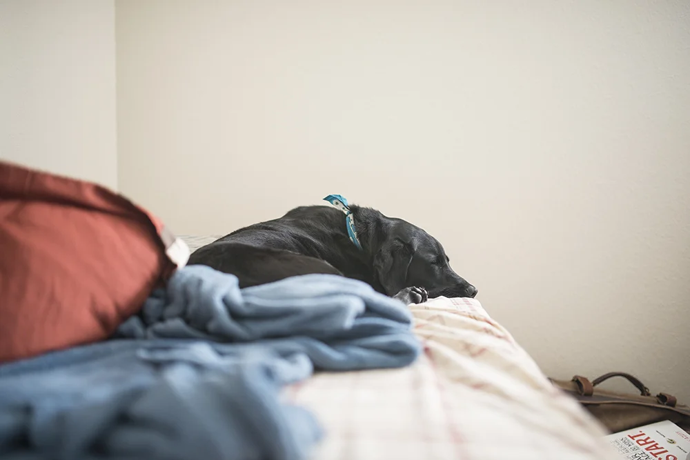 Saw Rain sleeping while I snapped photos of the packing process.