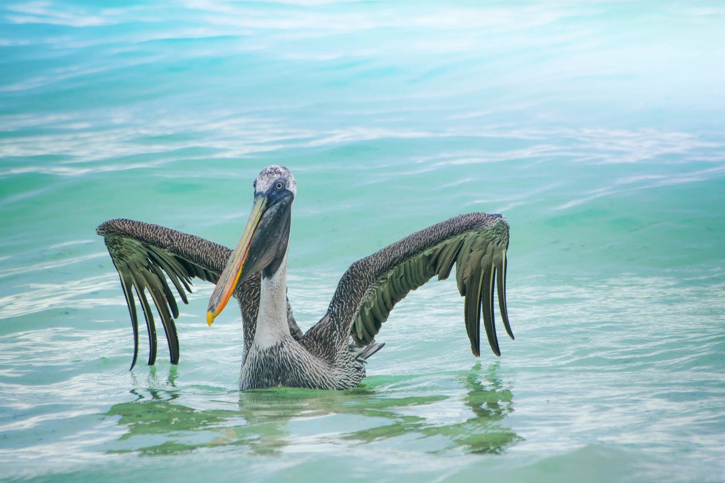 FINAL-PELICAN.jpg