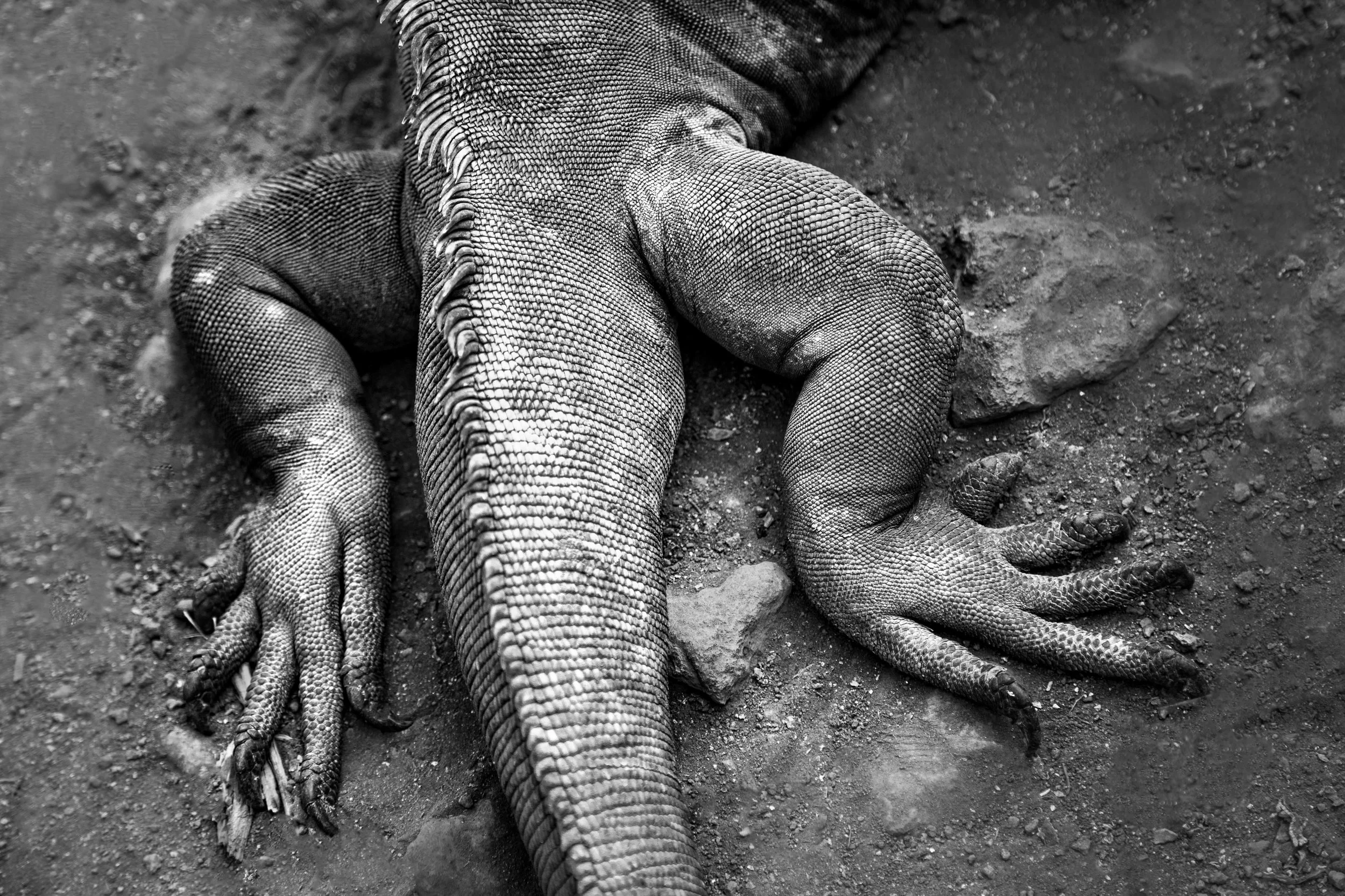_MG_3347-Edit.JPG