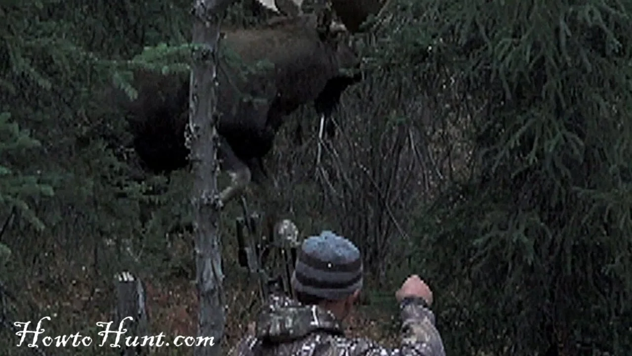 Record Book Moose 10 pace bow shot