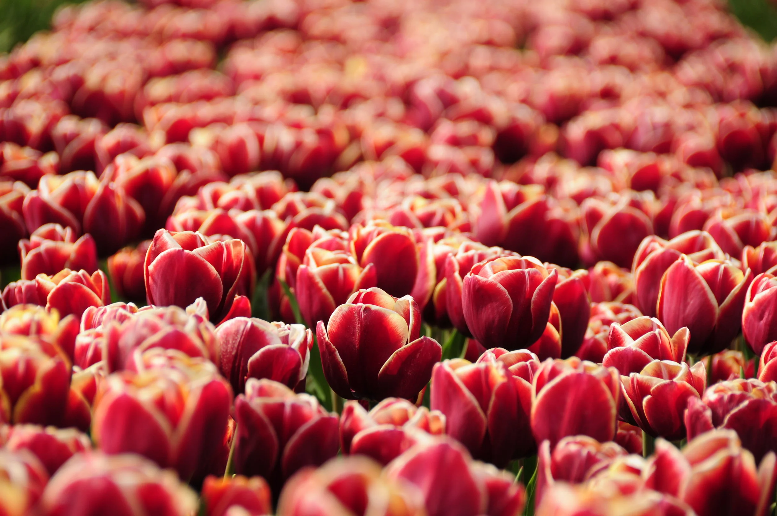 The Netherlands_149.JPG