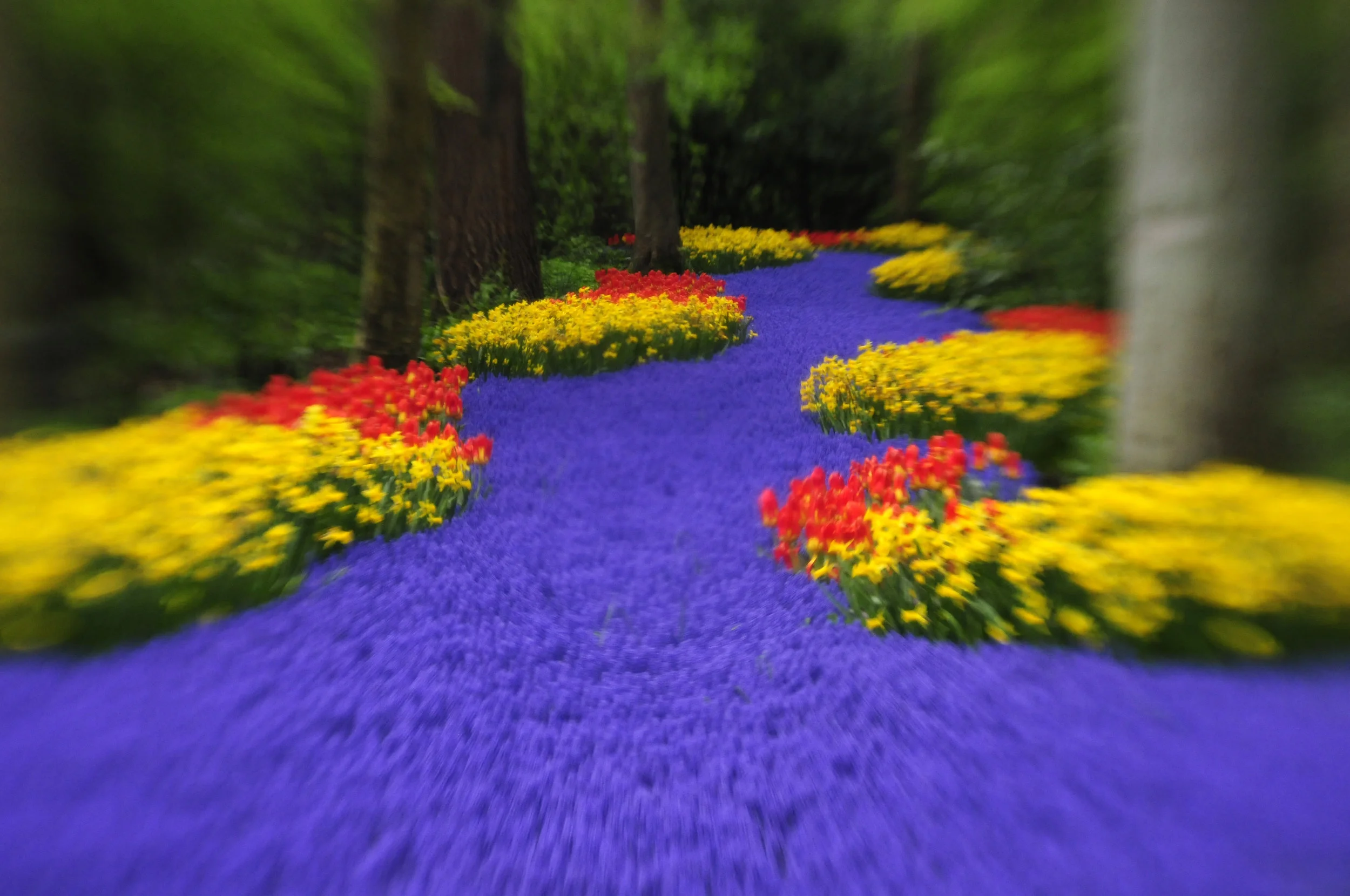 HOLLAND: FLOWER FIELDS