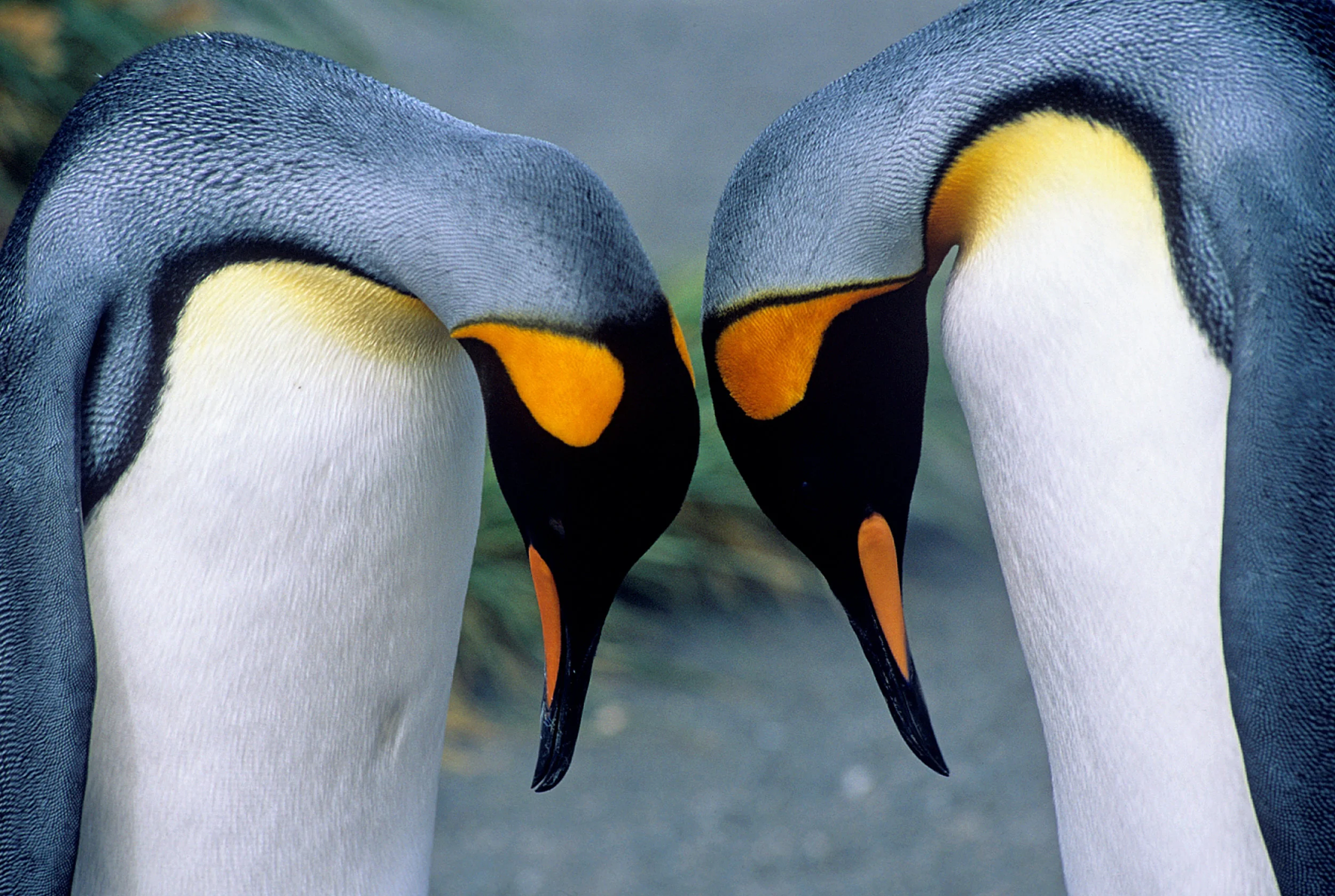 ANTARCTICA - SOUTH GEORGIA
