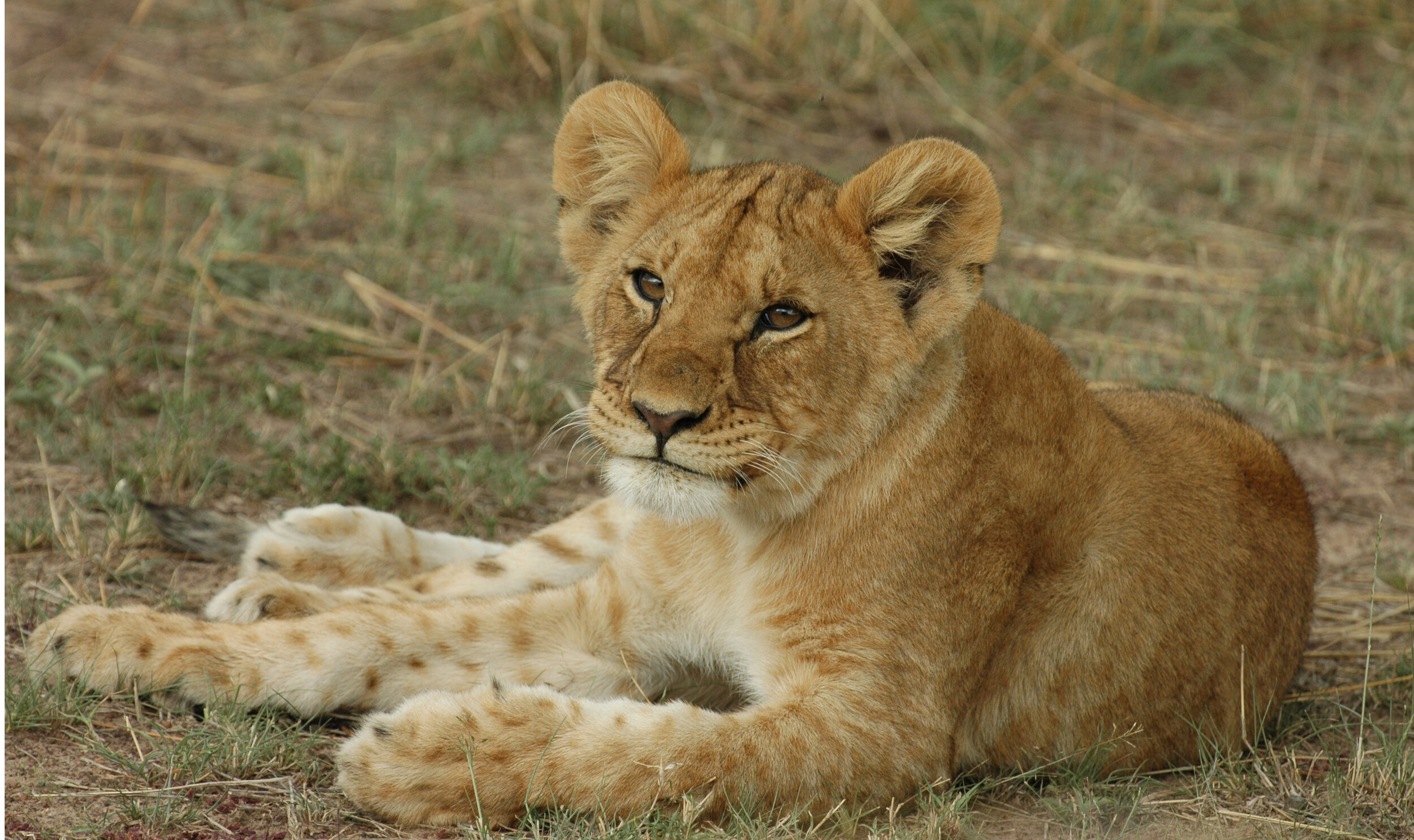 lion.JPG