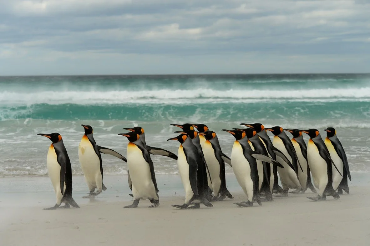 FalklandIslands Mirjam Evers16.JPG