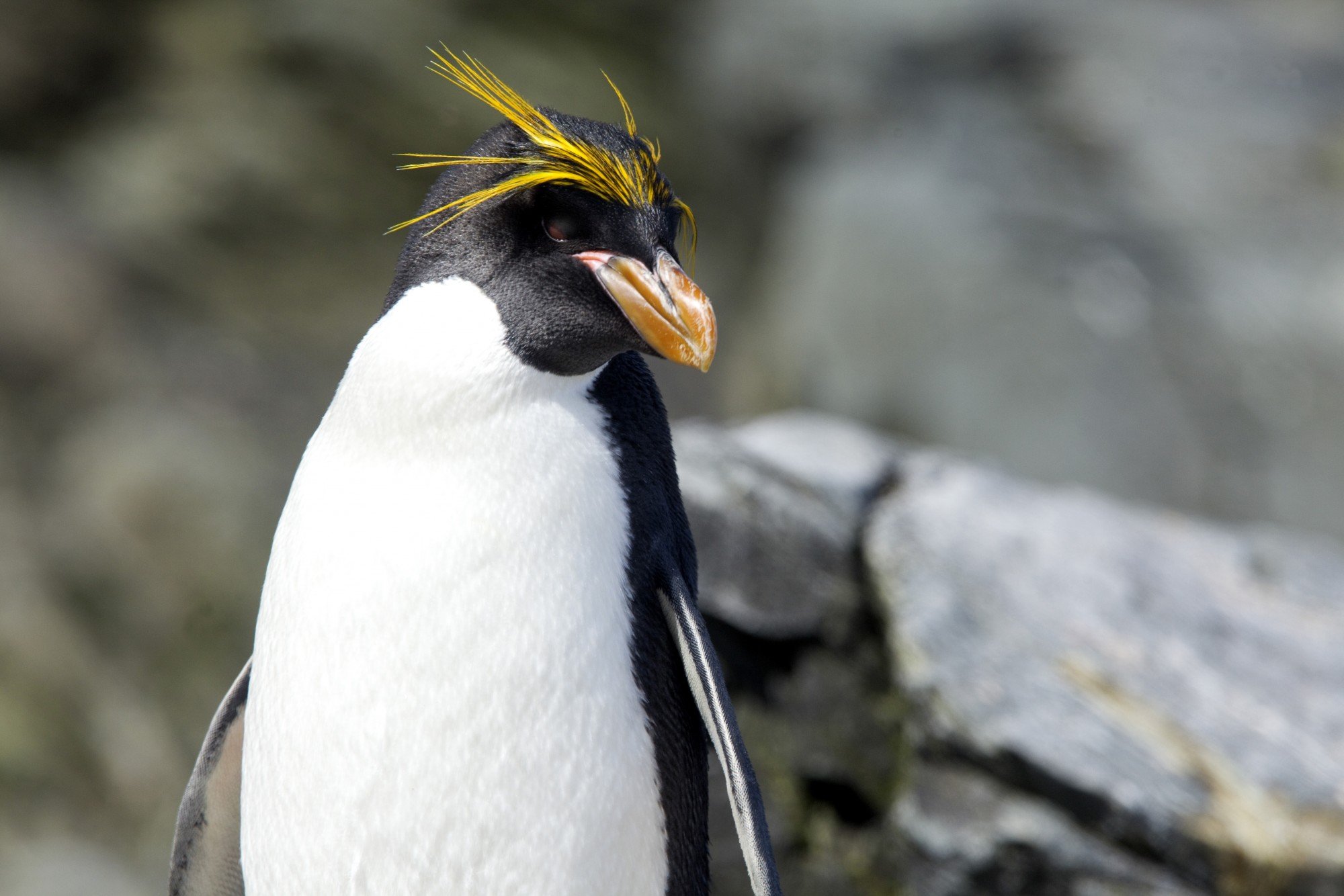 Macaroni Penguin on the lookout_Wim van Passel.jpeg