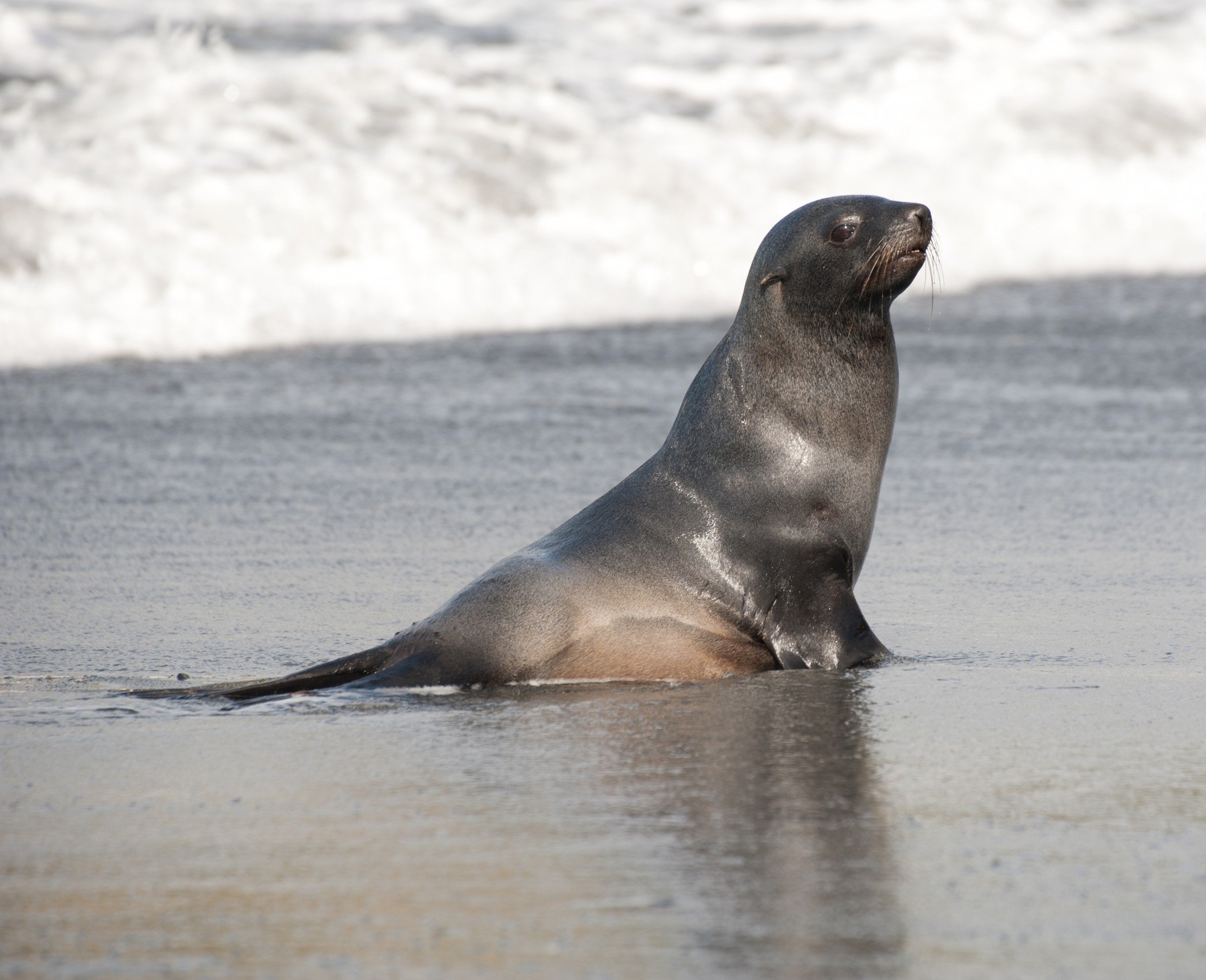 Fur seal on a Falkland beach_Erwin Vermeulen.jpeg