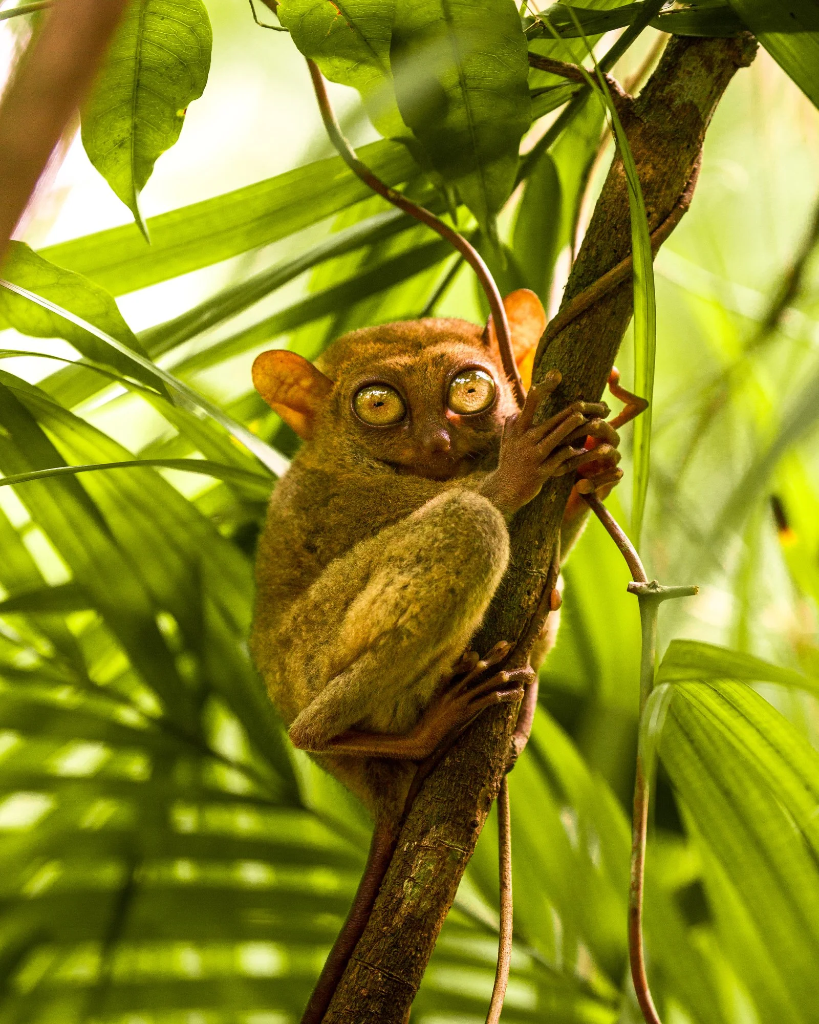 Tarsier Sanctuary, Bohol_BD@jacob-2016.JPG